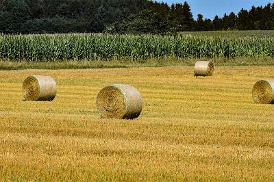Campo de labor con trigo cosechado.