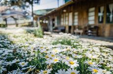 Detalle de flores y una casa en un entorno rural