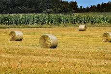 Campo de labor con trigo cosechado.