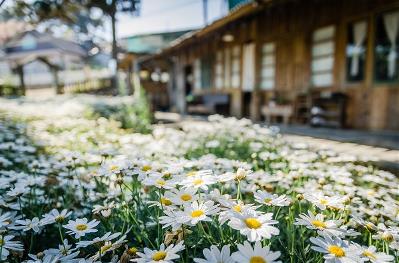 Detalle de flores y una casa en un entorno rural